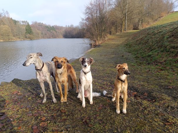 An der Wuppertalsperre in Hückeswagen